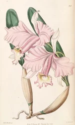 Cattleya labiata